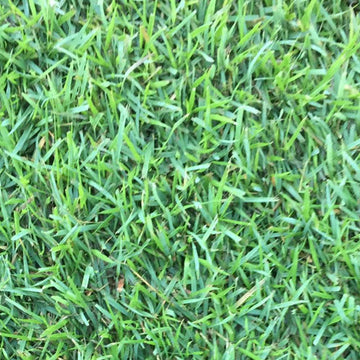 Zoysia Empire Grass Seed – Premium Warm-Season Lawn Grass for a Lush, Low-Maintenance Lawn