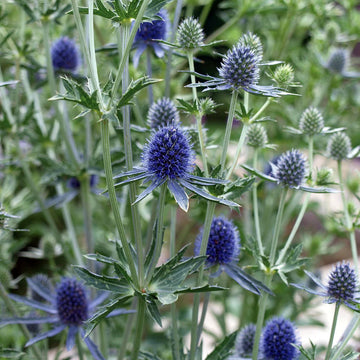 Heirloom Non-GMO Sea Holly Flower Seeds for Planting – Unique Drought-Tolerant Garden Blooms
