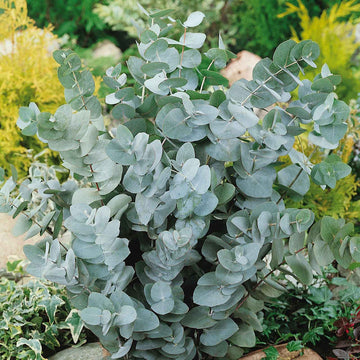 White Perennial Eucalyptus Silver Dollar Tree Seeds for Planting