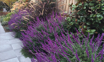 Lavender Barbara Flower Seeds – Heirloom, Non-GMO Seeds for Planting Fragrant Garden Blooms