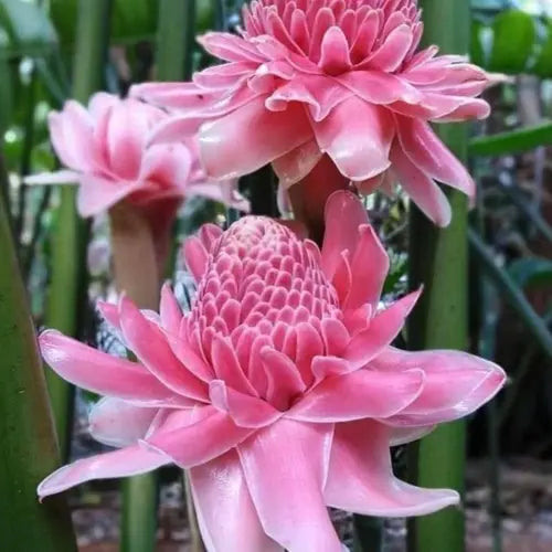 Pink Torch Ginger Flower Seeds for Planting - NON GMO Seeds for planting in home garden