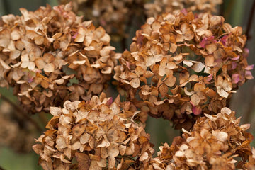 Hydrangea Flower Seeds Brown for Planting, NON GMO Seeds