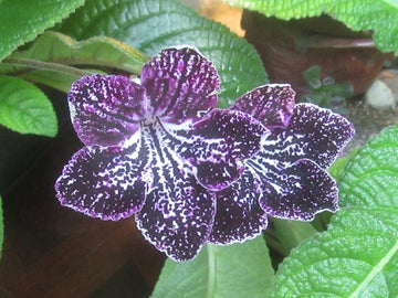 Streptocarpus Seeds for Planting - NON GMO Seeds