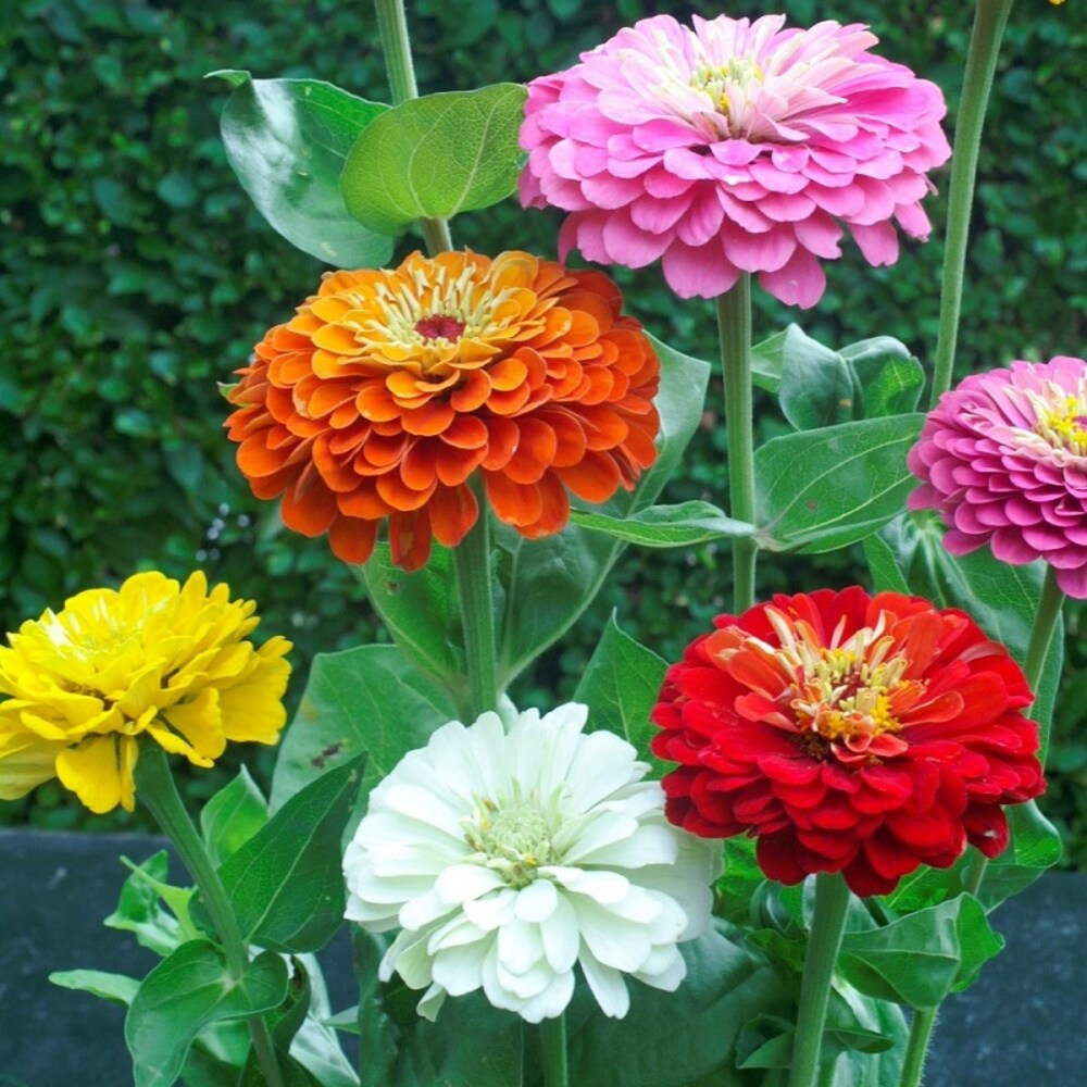 Mixed Helichrysum Flower Seeds for Planting - 100 pcs seeds for planting in home garden