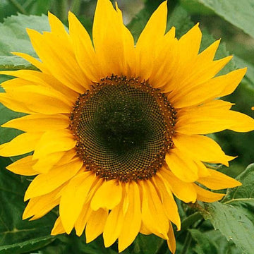 Skyscraper Sunflower Seeds – Heirloom, Non-GMO Flower Seeds for Planting