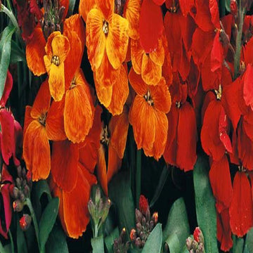 Orange Utricularia Flower Seeds for Planting - NON GMO Seeds