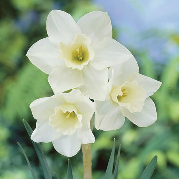 White Daffodils Flower Seeds for Planting – Non-GMO, Heirloom Seeds for Garden