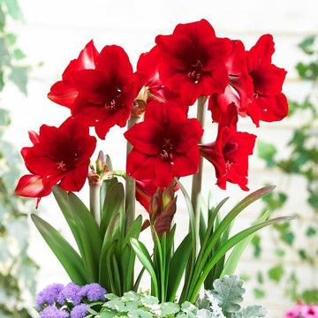 Red Amaryllis Flower Seeds for Planting | Heirloom, Non-GMO, Organic Garden Blooms