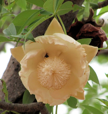 Heirloom Non-GMO Adansonia Digitata Flower Seeds for Planting – Exotic Baobab Tree Seeds for Unique Gardens