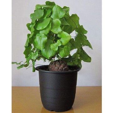 Dioscorea Elephantipes Yam Seeds for Planting - NON GMO Seeds