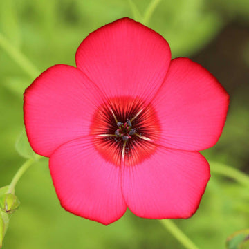 Heirloom Scarlet Flax Flower Seeds, Non-GMO Bright Red Blooms for Garden Planting