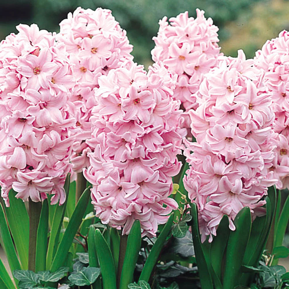 Baby Pink Hyacinth Flower Seeds for Planting - NON GMO Seeds for planting in home garden
