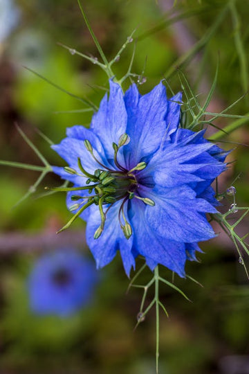Heirloom Love-in-a-Mist Flower Seeds, Non-GMO Delicate Blooms for Cottage-Style Garden Planting