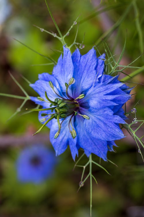 Heirloom Love-in-a-Mist Flower Seeds, Non-GMO Delicate Blooms for Cottage-Style Garden Planting for planting in home garden