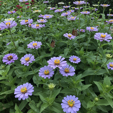 Sky Blue Zinnia Seeds for Gardening – Heirloom Flower Seeds with Reliable Germination