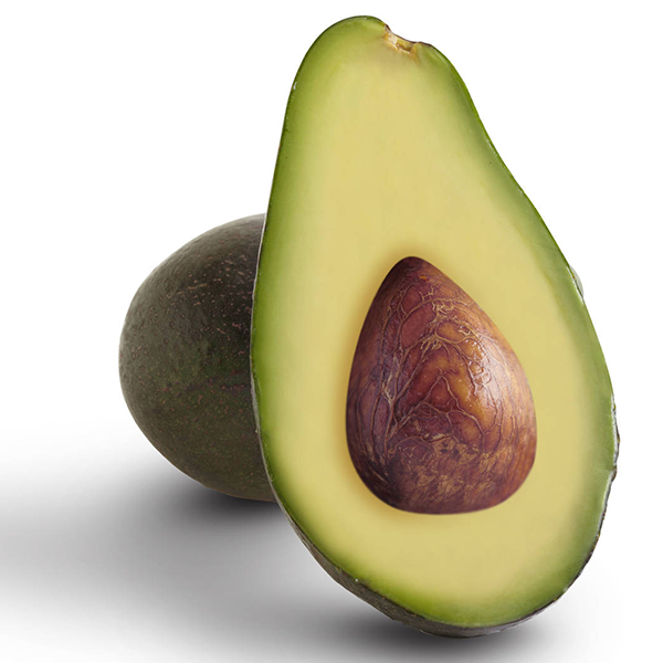 Fuerte avocado Persea americana seeds for creamy fruit garden