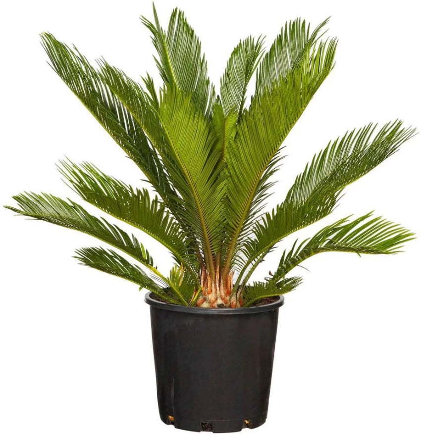 Green Cycads Planting Seeds for Garden NON GMO Seeds for planting in home garden