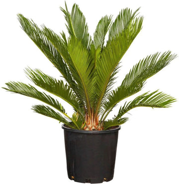 Green Cycads Planting Seeds for Garden NON GMO Seeds