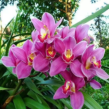 Pink Cymbidium Orchid Seeds - Heirloom Non-GMO Planting Seeds