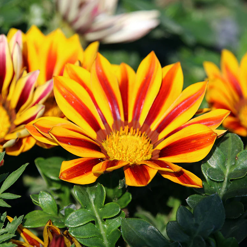 Heirloom Non-GMO Gazania Flower Seeds for Planting – Vibrant Drought-Tolerant Blooms - Non-GMO for planting in home garden