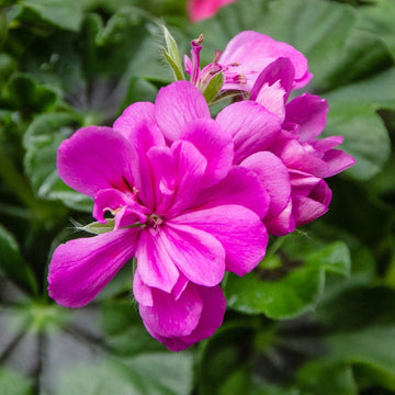 Purple Geranium Ivy Trailing Double Flower Seeds - Heirloom & Non-GMO Seeds for Planting