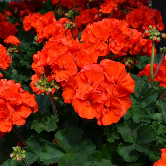 Orange Geraniums Heirloom Non-GMO Seeds for Planting seeds for planting in home garden