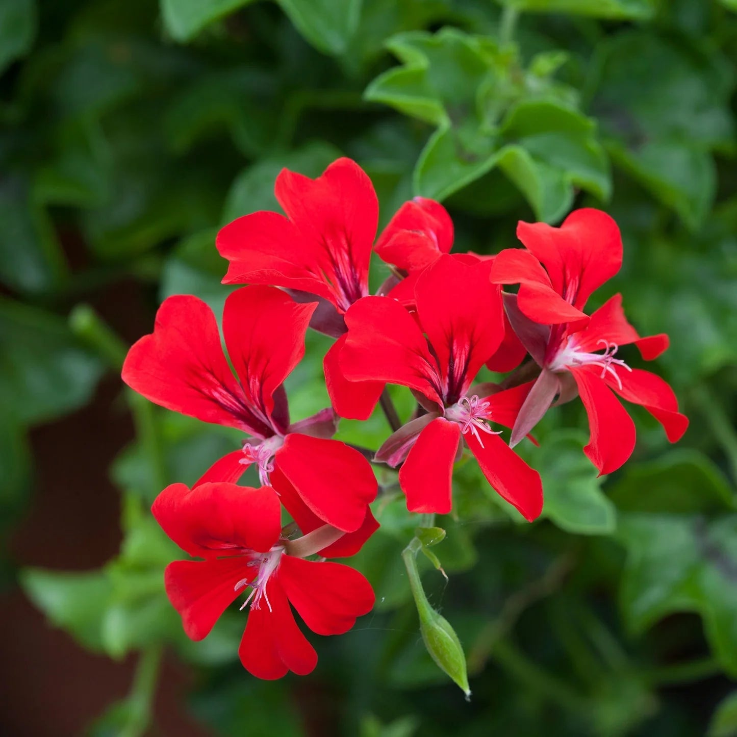 Heirloom Non-GMO Pelargonium Peltatum Flower Seeds | Trailing Geranium Seeds for Baskets & Borders - Non-GMO for planting in home garden