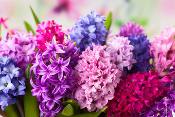 Hyacinth Flower Seeds for Planting, Multi-Colored, 100 pcs