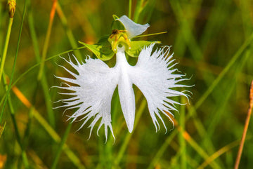 Egret Orchid Flower Seeds for Planting - NON GMO Seeds