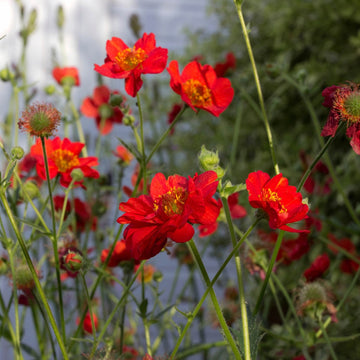 Geum Rossii Flower Seeds – Heirloom Non-GMO Seeds for Alpine and Cold-Climate Garden Planting
