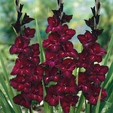 Heirloom Non-GMO Gladiolus Flower Seeds for Planting – Tall Vibrant Garden Blooms from Bulbs