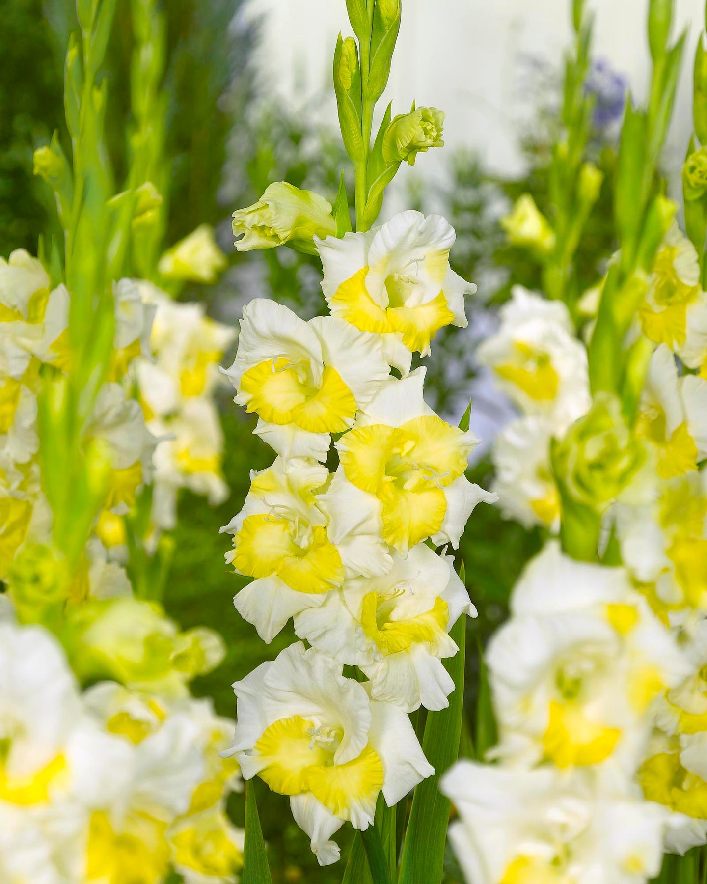 Non-GMO Perennial Gladiolus Green Flower Seeds for Garden Planting ƒ?? Long-Lasting Blooms for planting in your garden.