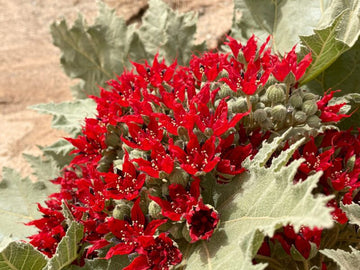 Glossostemon bruguieri or Moghat Seeds for Planting – Heirloom Non-GMO