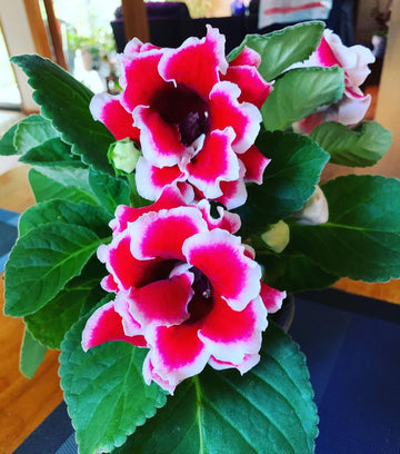Heirloom Non-GMO Gloxinia Flower Seeds for Planting – Vibrant Indoor Blooming Houseplant Seeds