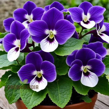 Gloxinia Flower Seeds in Violet White - 100 pcs