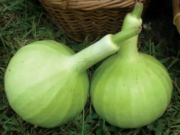 Thai Bottle Gourd Seeds for Planting – Non-GMO, Heirloom Vegetable