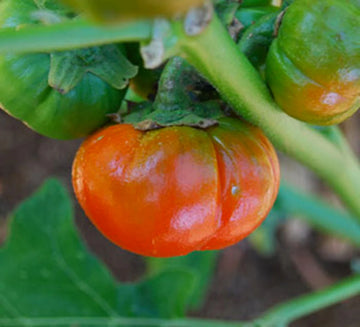 Goyo Kumba Eggplant Vegetable Seeds