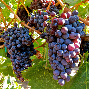 Black Grape Fruit Seeds