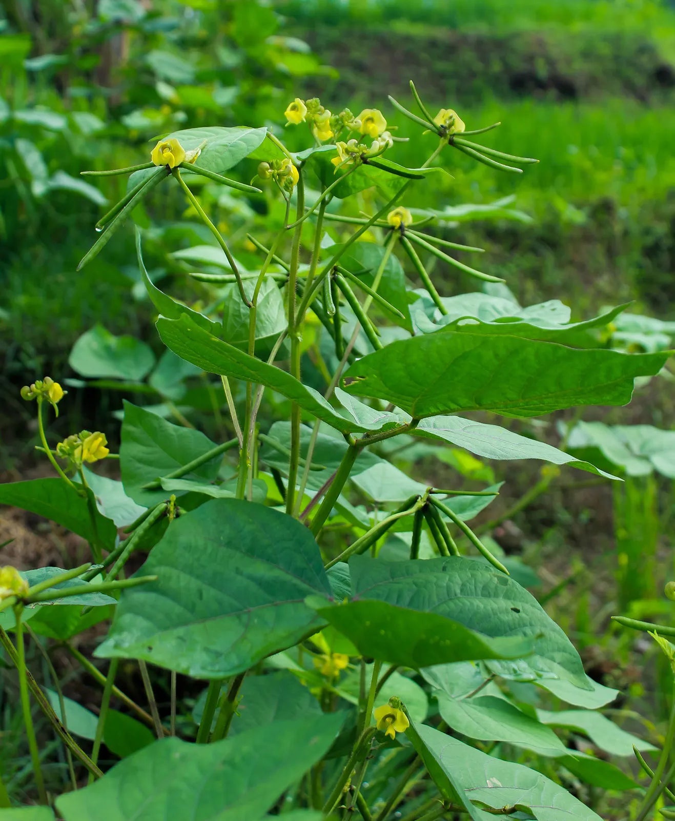 Green Mung Bean Vigna radiata seeds for garden planting