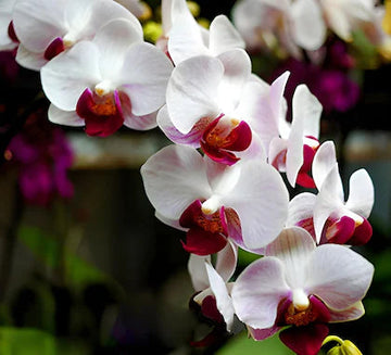 Multi-Colored Butterfly Orchid Flower Seeds for Planting - 100 pcs