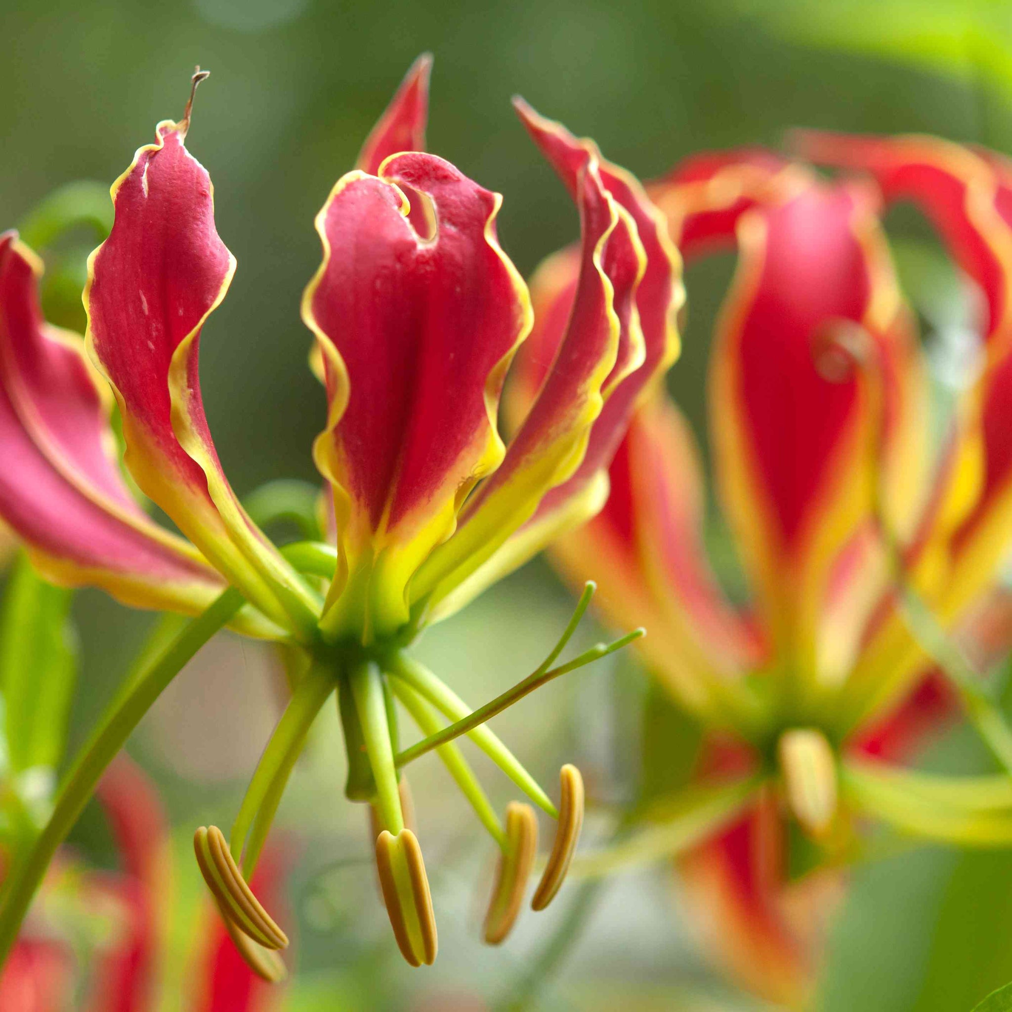 Yellow Red Gloriosa Superba Flower Seeds for Garden - NON GMO Seeds