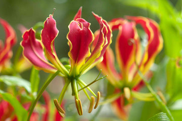Yellow Red Gloriosa Superba Flower Seeds for Garden - NON GMO Seeds