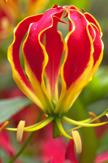 Yellow Red Gloriosa Superba Flower Seeds for Garden - NON GMO Seeds
