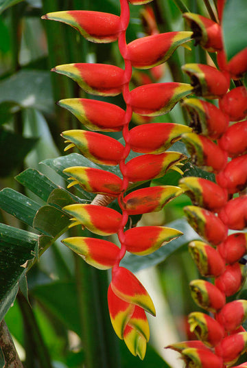 Heirloom Heliconia Harlingii Flower Seeds – Non-GMO Seeds for Tropical Garden Planting