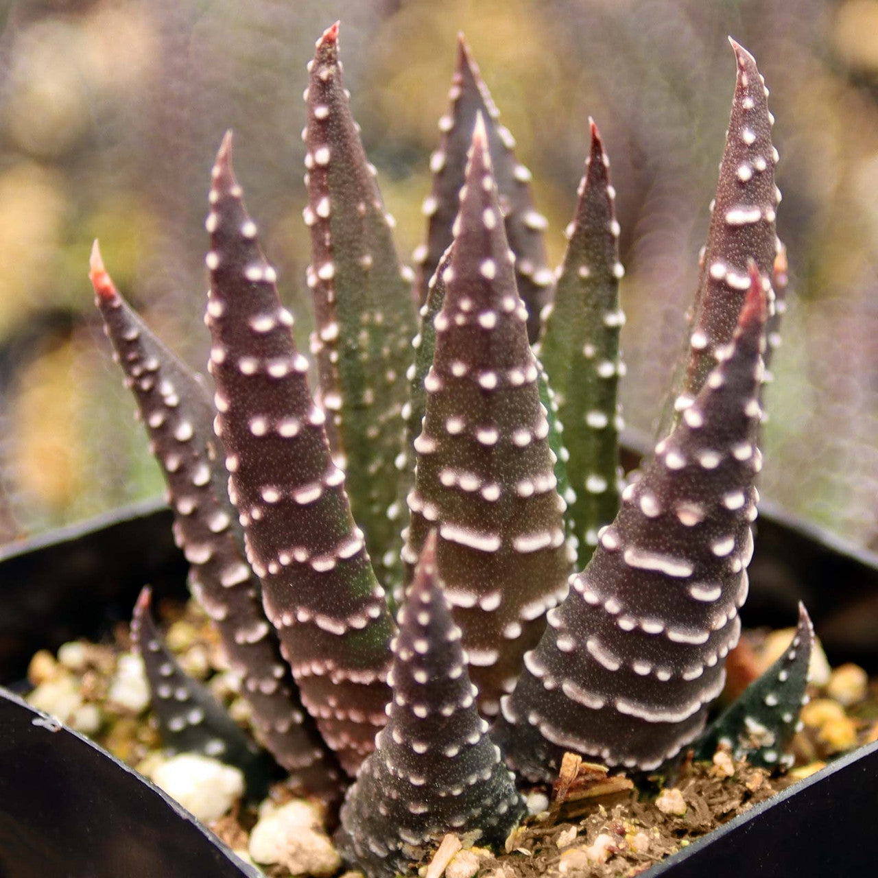 Brown Haworthia Reinwardtii Seeds Scientific Name Placeholder for planting in home garden