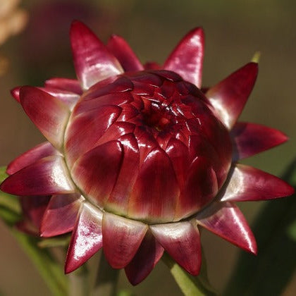 Helichrysum (Helichrysum scientific name) for planting in garden