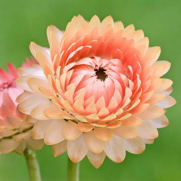 Helichrysum 'Salmon Rose' Flower Seeds for Planting - Heirloom and Non-GMO Garden Seeds