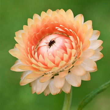 Helichrysum 'Salmon Rose' Flower Seeds for Planting - Heirloom and Non-GMO Garden Seeds
