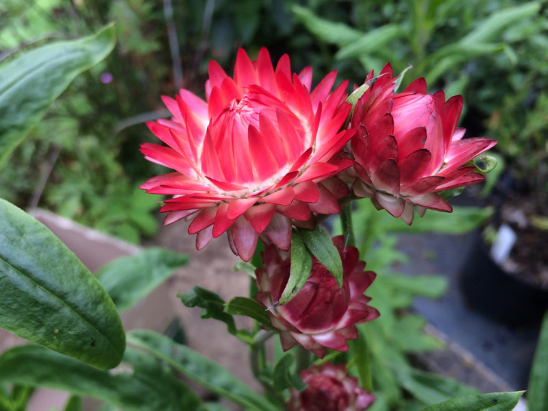 Helichrysum bracteatum 'King Size Salmon Rose' Seeds for Planting – Organic, Heirloom, Non-GMO