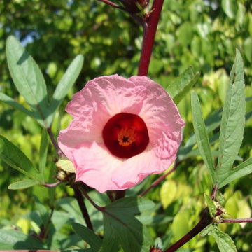 Roselle Hibiscus Sabdariffa Plant Seeds for Planting Non-GMO Heirloom Garden Seeds for Home Growing